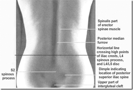 Surface Bony Landmarks
